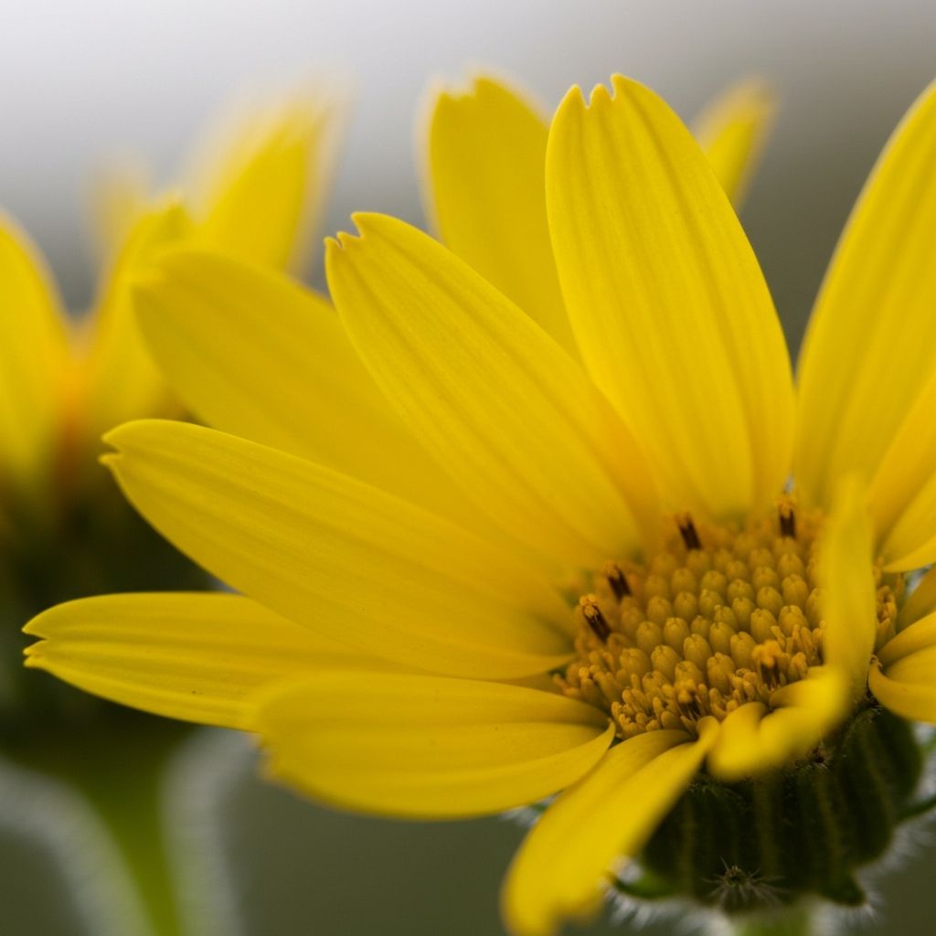 Alpine arnica flower